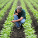 Steve Beebe, CIAT’s chief bean breeder.